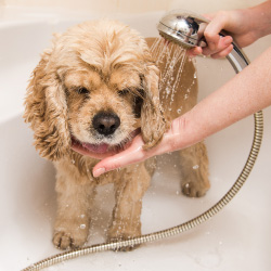 chien shampooing