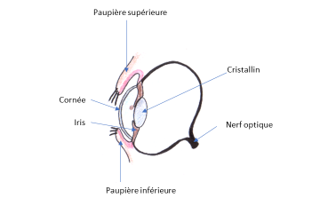 La structure de l’œil du cheval