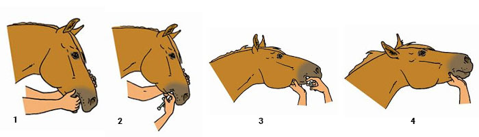 Comment administrer un vermifuge à son cheval ?