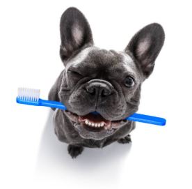 Faut-il détartrer les dents de son chien ?