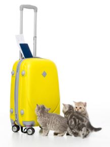 Nos astuces pour bien voyager avec son chat