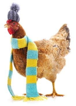 Comment prot&eacute;ger son poulailler du froid ?