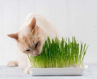 Est-ce que l’herbe à chat est efficace pour la constipation du chat ?