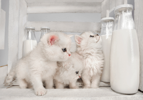 Trois chatons blancs prochent d'une bouteille de lait