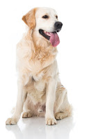 On a testé : La gamme HPM pour chien de Virbac