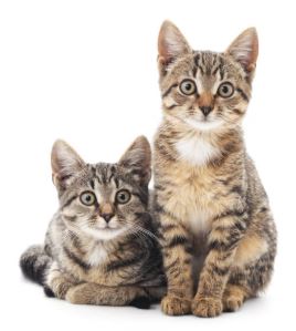 Comment favoriser une bonne cohabitation entre chats ?