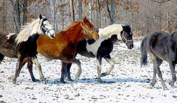 illustration chevaux au pré, non tondu, avec leur poil de « nounours » aux propriétés isolantes