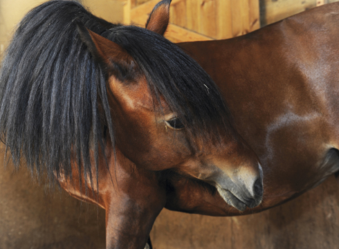 Comment reconnaître les signes de coliques chez le cheval ?
