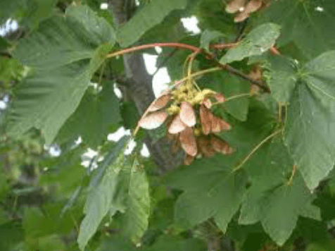 Les « samares », graines recouvertes par deux ailettes permettant leur dissémination par le vent à l’automne