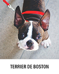 Le Boston Terrier