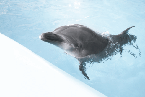 Illustration dauphin dans un bassin