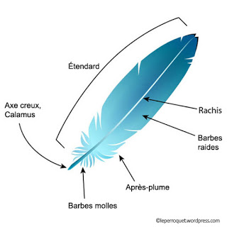 Quels sont les composants d'une plume ?