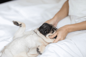 Illustration - Massage du chien