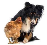 Poule et chien