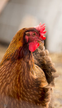 Comment savoir si vos poules ont trop chaud ?