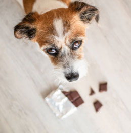 Pâques : Pas de chocolat pour le chien !