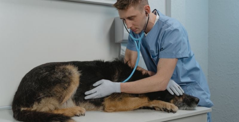 diarrh&eacute;e chez le chien