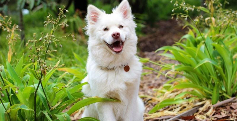 Arthrose chez le chien : causes, sympt&ocirc;mes et traitement