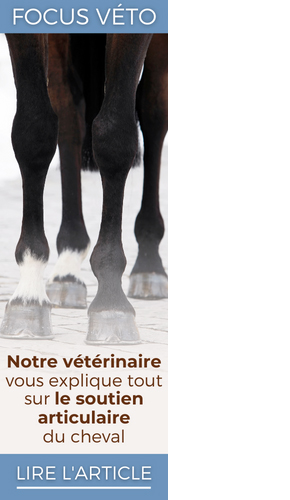 Notre vétérinaire vous explique tout sur le soutien articulaire du cheval