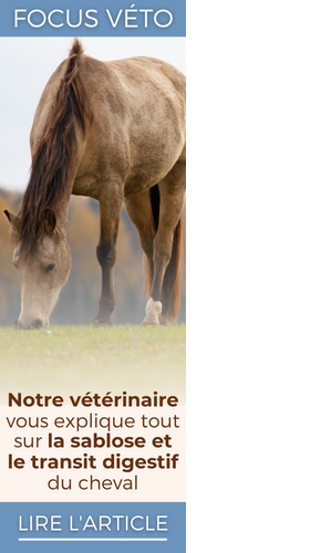 Notre vétérinaire vous explique tout sur la sablose et le transit digestif du cheval