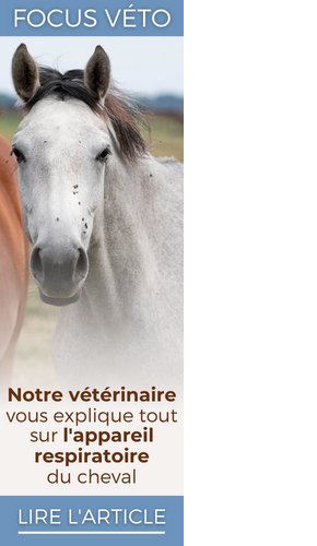 Notre vétérinaire vous explique tout sur l'appareil respiratoire du cheval