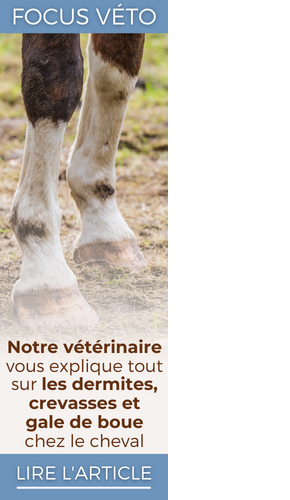 Notre vétérinaire vous explique tout sur ls dermites, crevasses et gale de boue chez le cheval