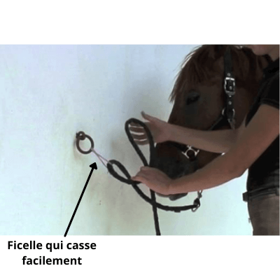 Comment attacher un cheval 
