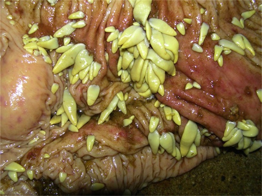 Infestation par Anoplocephala perfoliata dans le caecum d’un cheval, 1er compartiment du gros intestin (source : ESCCAP) 