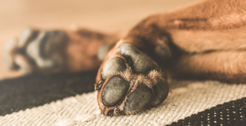 Arthrose chez le chien 
