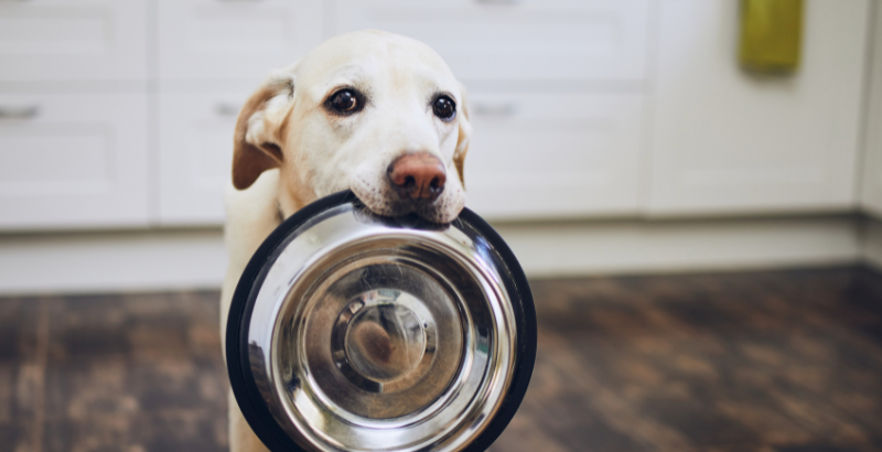 Alimentation chien insuffisance rénale