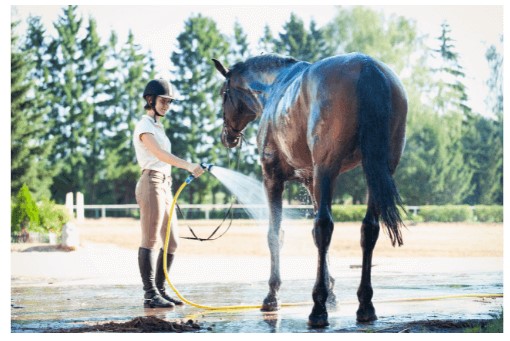 Une douche bienfaisante est un moment de plaisir pour le cheval