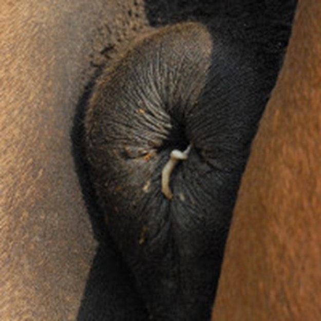 Oxyure aux marges de l’anus (source : Parasitologie ENVA)