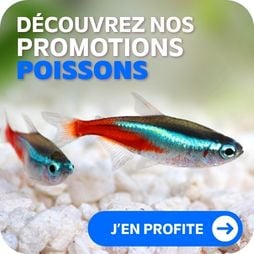 promo poisson