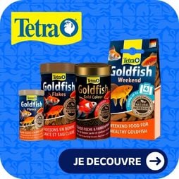 tetra