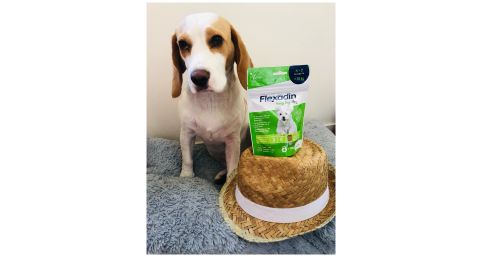 Toutsy &agrave; test&eacute; Flexadin Young Dog