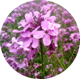 Phytomaster