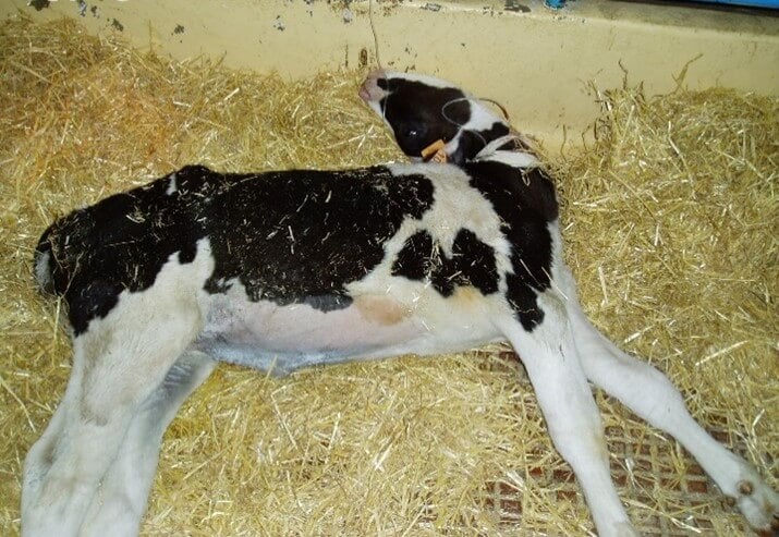 Veau en position d&rsquo;opisthotonos