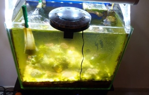 Aquarium avec des algues