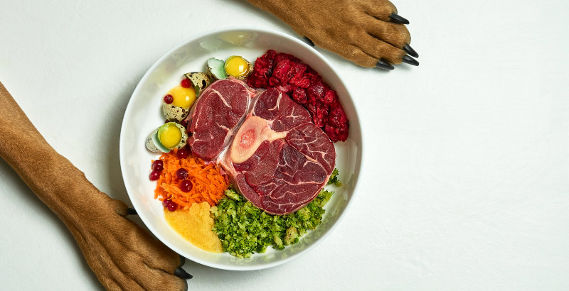 Alimentation chien insuffisance