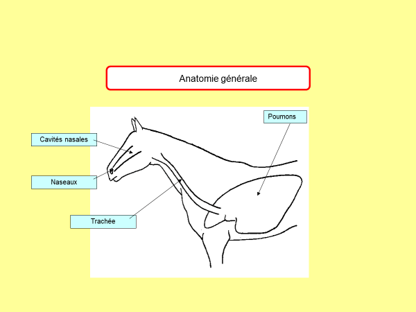 Anatomie générale