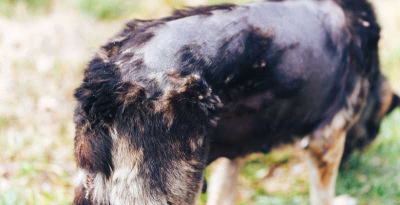 Comment faire le diagnostic d’une alopécie sur votre chien ?