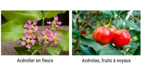 Acérolier en fleurs VERSUS versus fruits à noyaux