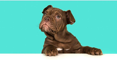 CBD et arthrose canine : La solution naturelle pour soulager la douleur