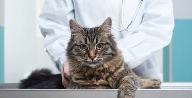 Comment se passe la stérilisation du chat ou de la chatte ? 