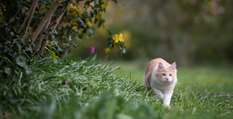J'aimerai que mon chat puisse sortir en ext&eacute;rieur, que faire ?