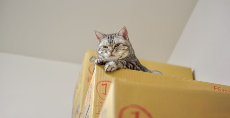 R&eacute;duire le stress et l&rsquo;appr&eacute;hension de votre chat