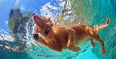 Puces et tiques : les traitements pour protéger votre chien qui résistent à l’eau