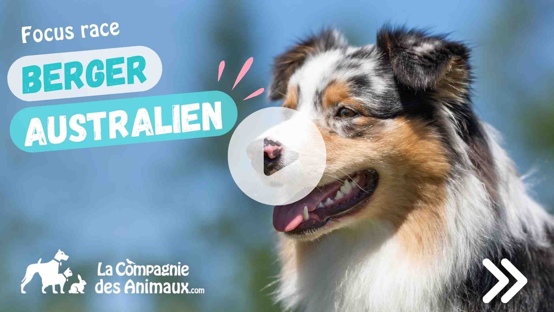 vidéo youtube berger australien