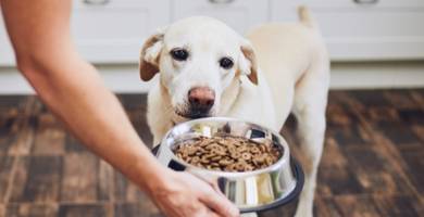 Quelle nourriture donner a un chien qui se gratte