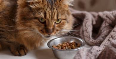 Quelle sont les précautions à prendre avec un chat stérilisé ? 
